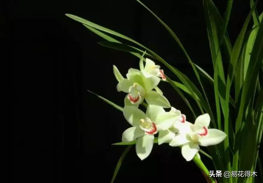 兰花原种老苗是什么,兰花组培和原种有什么区别