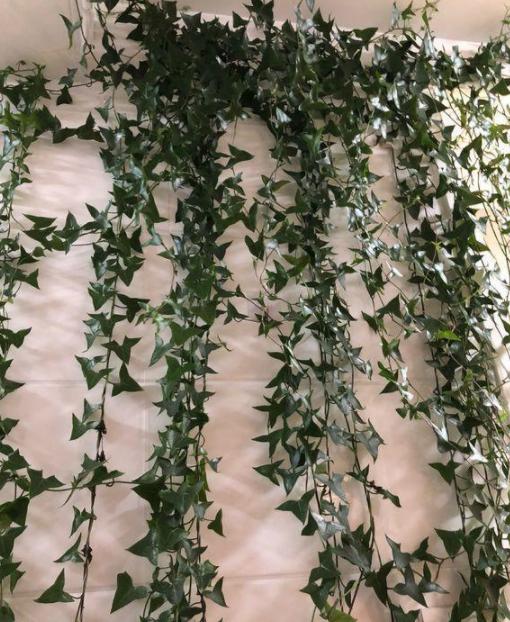 多放些绿植还能让室内充满生机,屋里养什么绿植吸收尼古丁和尘土