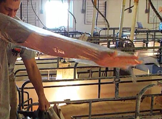 母猪管理的五大问题,养猪母猪管理