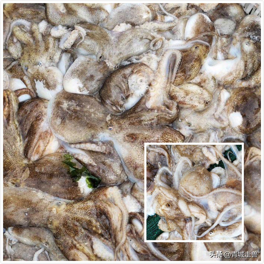 胶东八带家庭做法,胶东人喜欢吃的菜