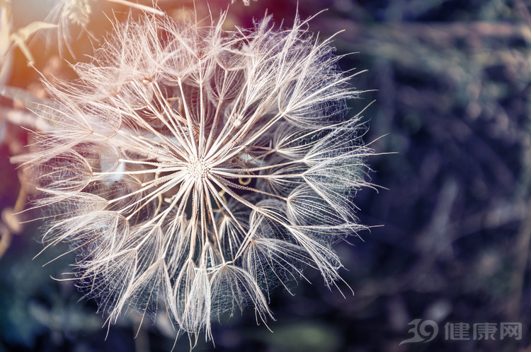 蒲公英能在48小时之内杀死癌细胞,蒲公英能杀死90%的癌细胞吗