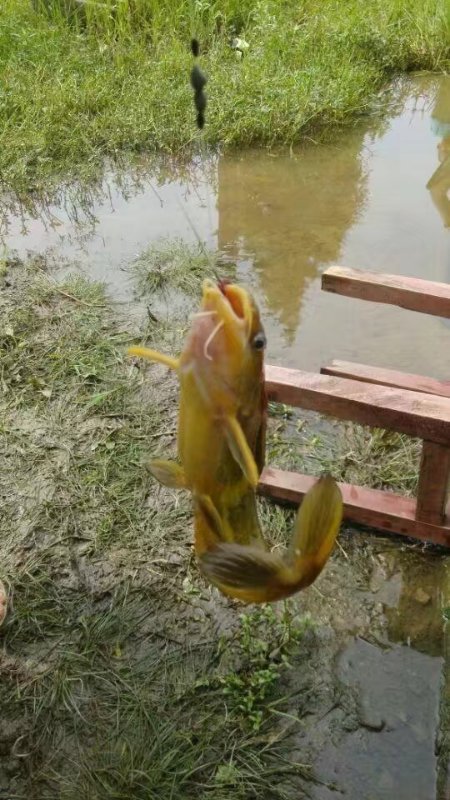 天气很好鱼不开口什么原因,明明天气不好怎么办