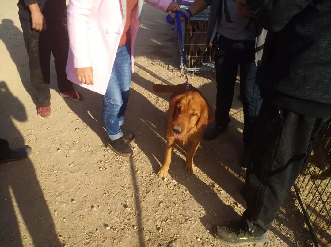 狗市：女子出售小眼金毛报价700元，你喜欢这样的金毛吗？