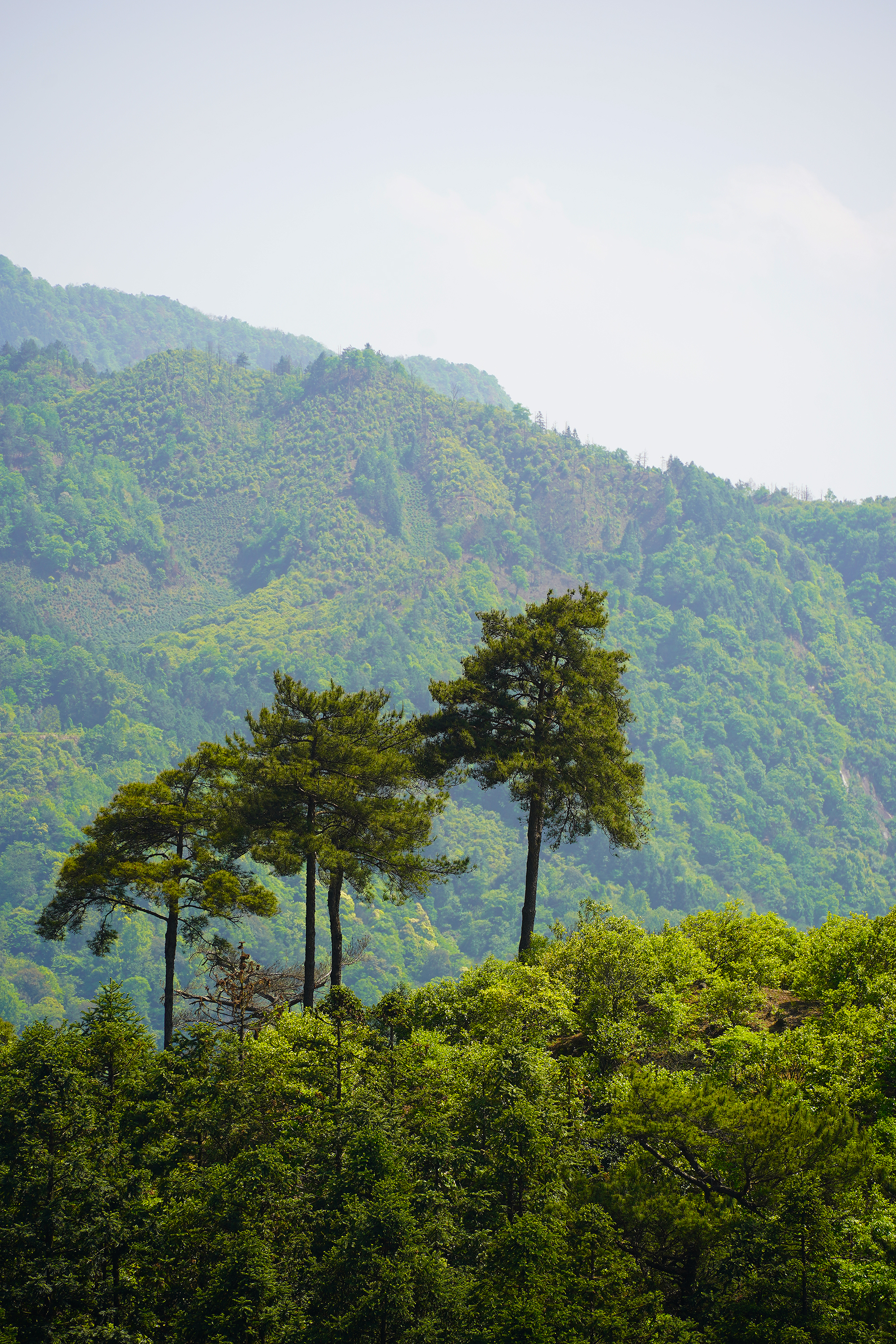 景德镇茶之源瓷之都,景德镇浮梁茶文化