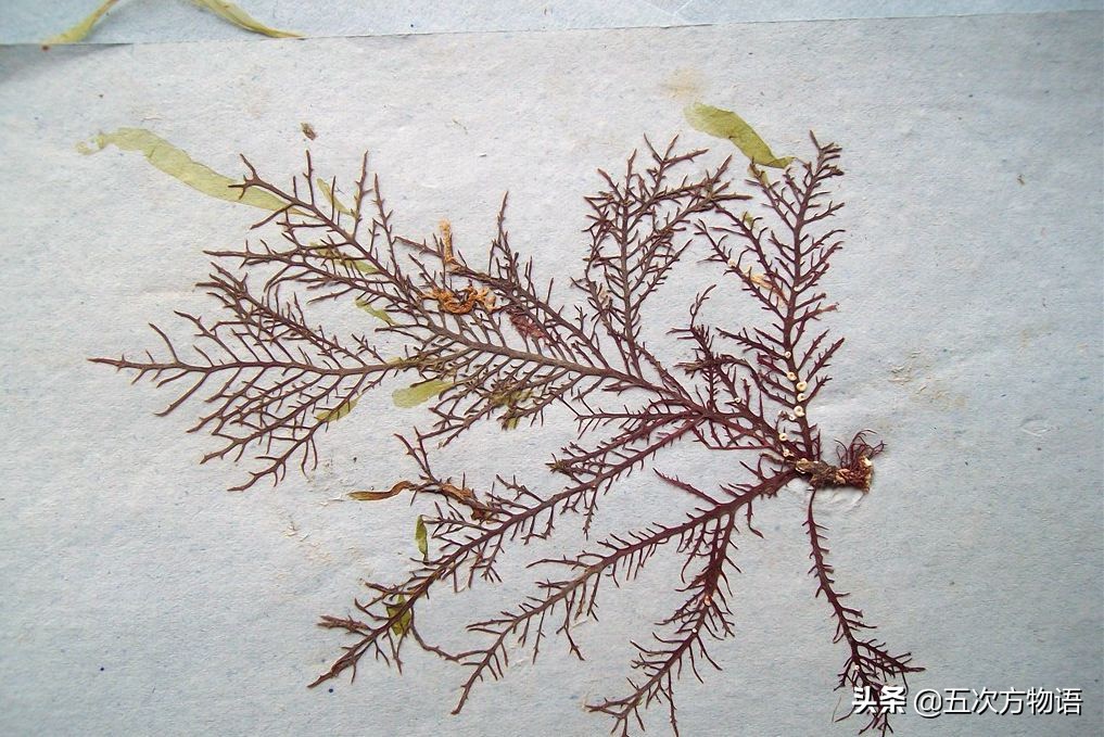 海里的食用藻类图片,青岛海边常见的生物