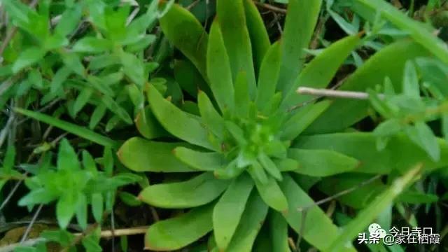 栖霞的美食,栖霞有哪些好吃的美食