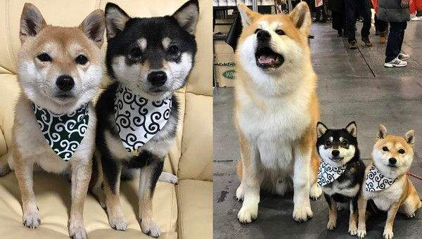 柴犬柯基傻傻分不清,柴犬分辨得出坏人吗