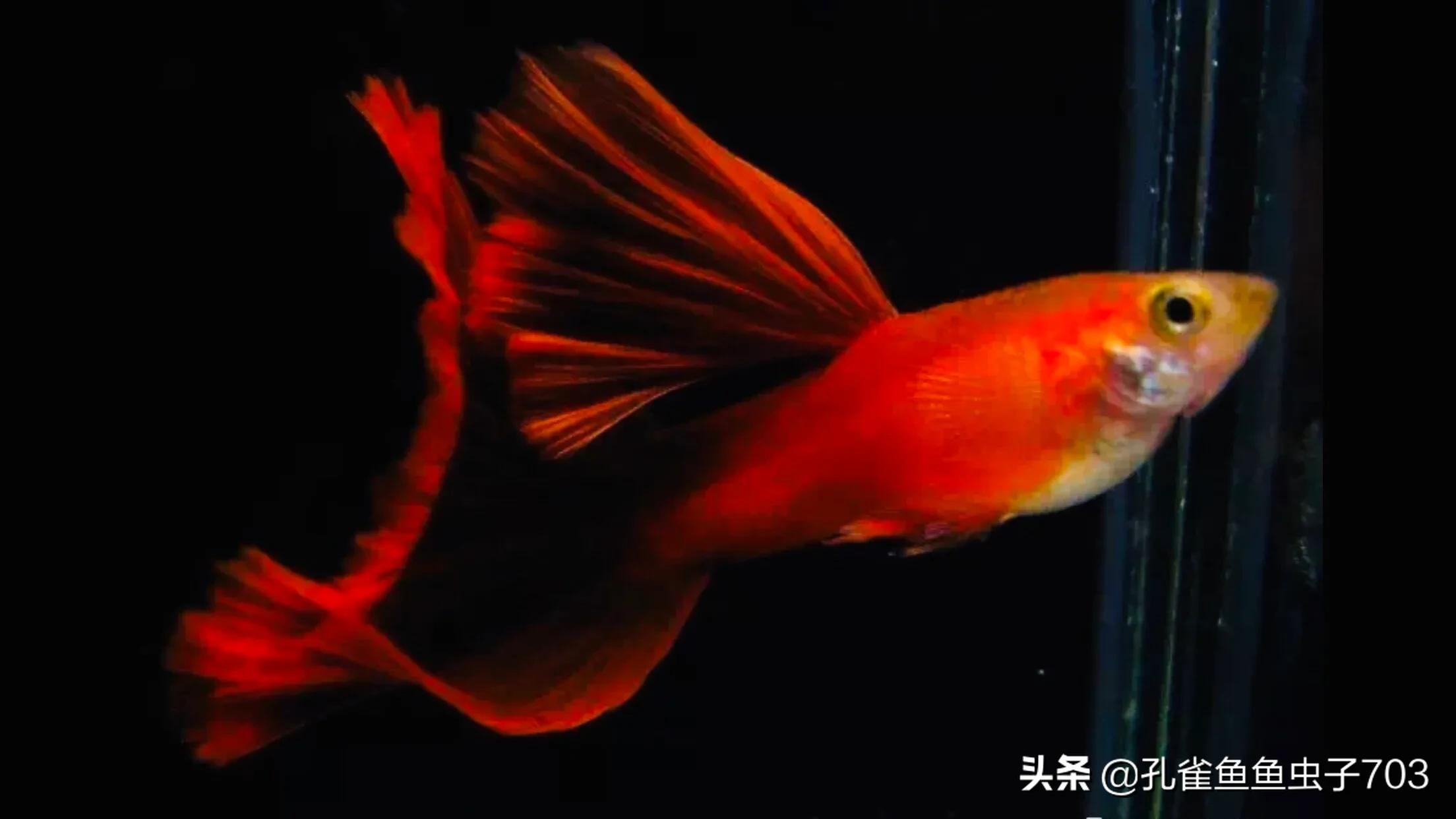 孔雀鱼为什么要剪尾,孔雀鱼烧尾后要剪尾吗