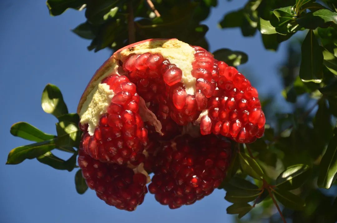 吃石榴不吐皮,吃石榴不吐籽的石榴