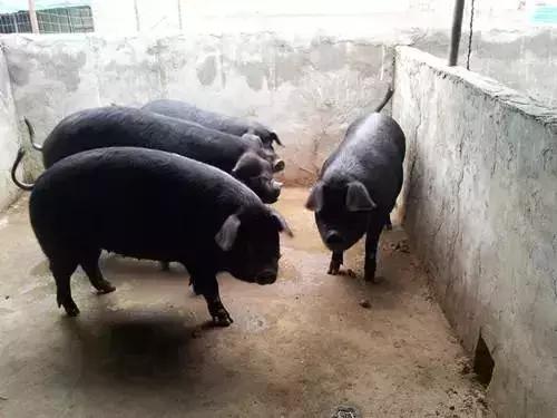 小猪无名高热用什么药,猪无名高热怎么办