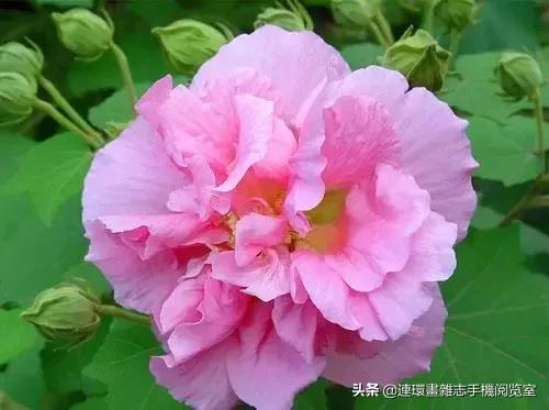 各种花的花语文案,花的花语100种