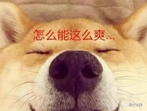 柴犬买贵的,柴犬价格为什么差别很大