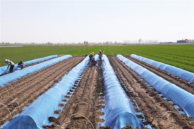 想要生姜种植高产这些技术少不了,生姜高产栽培技术详解