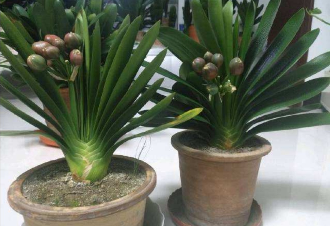 君子兰的种子可以在冬天繁殖吗,君子兰种子锯末繁殖视频