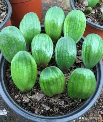 君子兰怎么养出宽大肥厚的叶片,君子兰怎么养叶片才茂盛