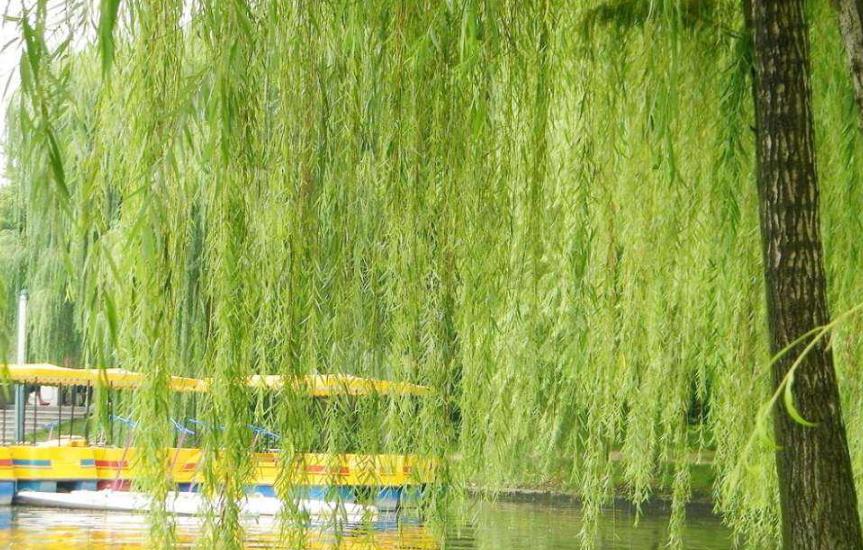 柳树种植技术与管理病虫害有哪些,柳树苗的栽培与管理