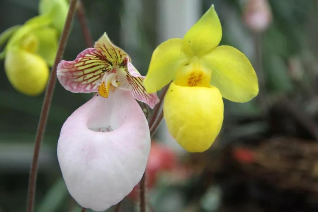 吊兰君子兰哪个好养护,君子兰吊兰图片欣赏