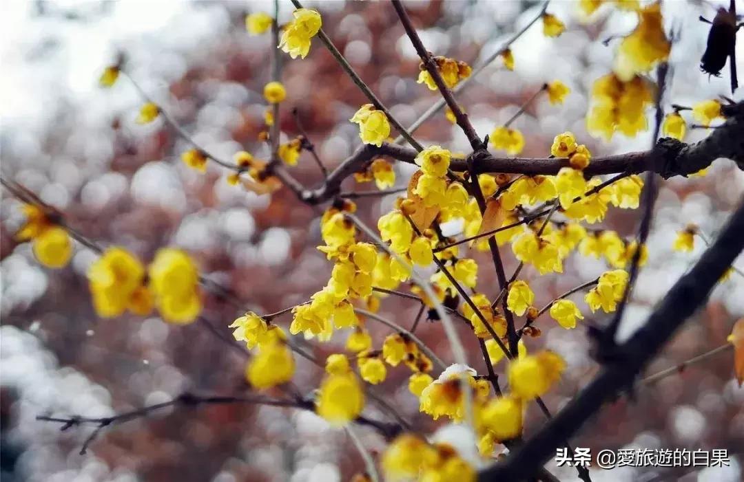 腊梅花开放视频,成都看腊梅的地方