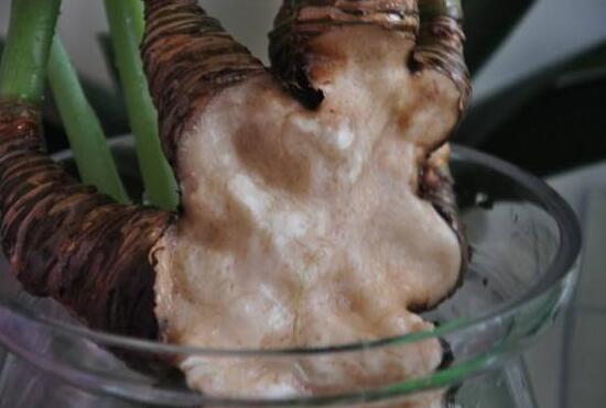 滴水观音烂根怎样处理,水培滴水观音不烂根土培就烂根