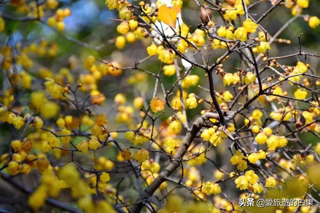 腊梅花开放视频,成都看腊梅的地方
