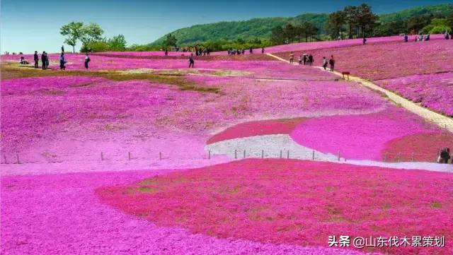 自驾游山东日照网红打卡旅游攻略,东夷花仙子美景