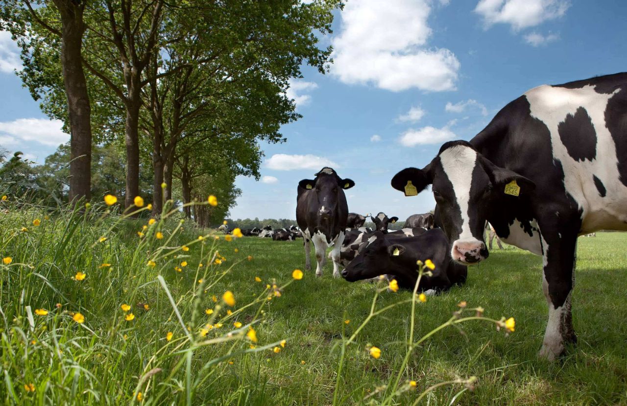 奶粉是原装好还是进口好,奶粉正规标识