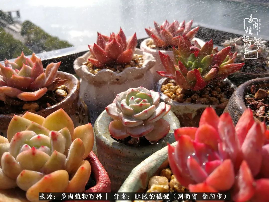 多肉用大盆养好还是用小盆养,多肉用石子养好还是用土养好