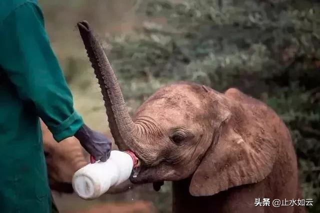 吃长颈鹿治艾滋病?为保护谣言下的生命他们建了家世界唯一的酒店