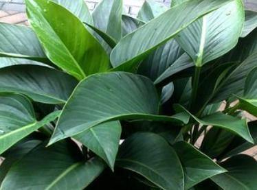 金钻锈斑病怎么办,金钻出现叶斑病应该如何处理