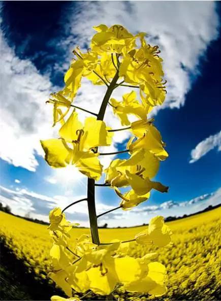 赏花时间表,赏花季节及图片