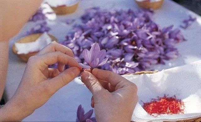 宫斗娘娘们常用红花,宫斗剧中的藏红花