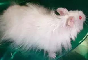 仓鼠种类短毛,仓鼠科普常见仓鼠种类