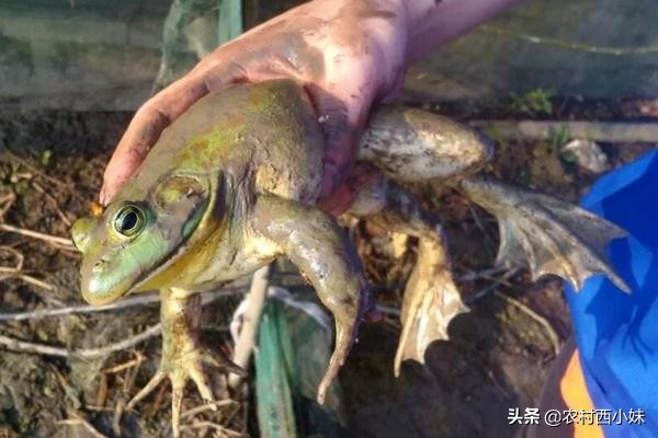 牛蛙养殖技术及牛蛙养殖方法介绍,牛蛙养殖技术及牛蛙养殖方法视频