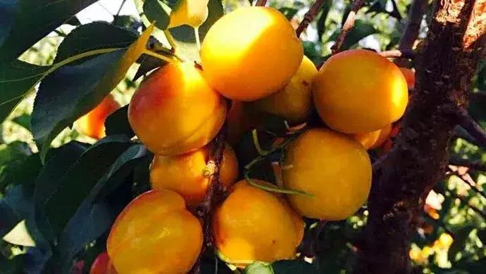 杏是一种什么水果,杏是热带水果么