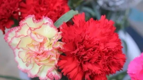 母亲节为什么要送女朋友礼物,母亲节送什么颜色的康乃馨