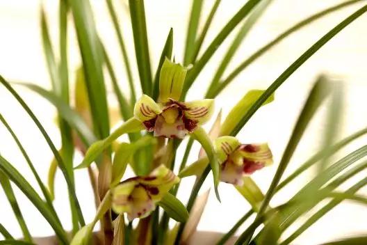 夏天跟兰花有关的诗句,春日兰花开放的诗句