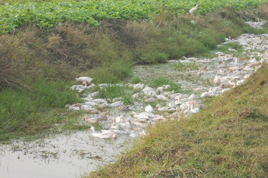 蛋鸭初期如何增加营养,蛋鸭饲料最少的养法
