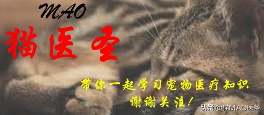 猫咪真菌与螨虫鉴别,猫咪细菌和真菌皮肤病区分