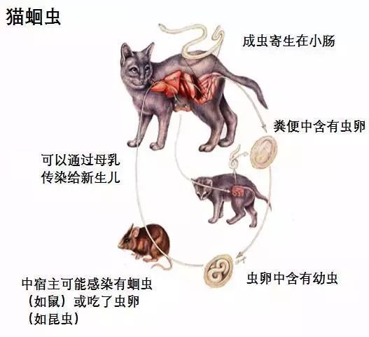 如何给猫咪做驱虫,如何给猫咪做正确的驱虫