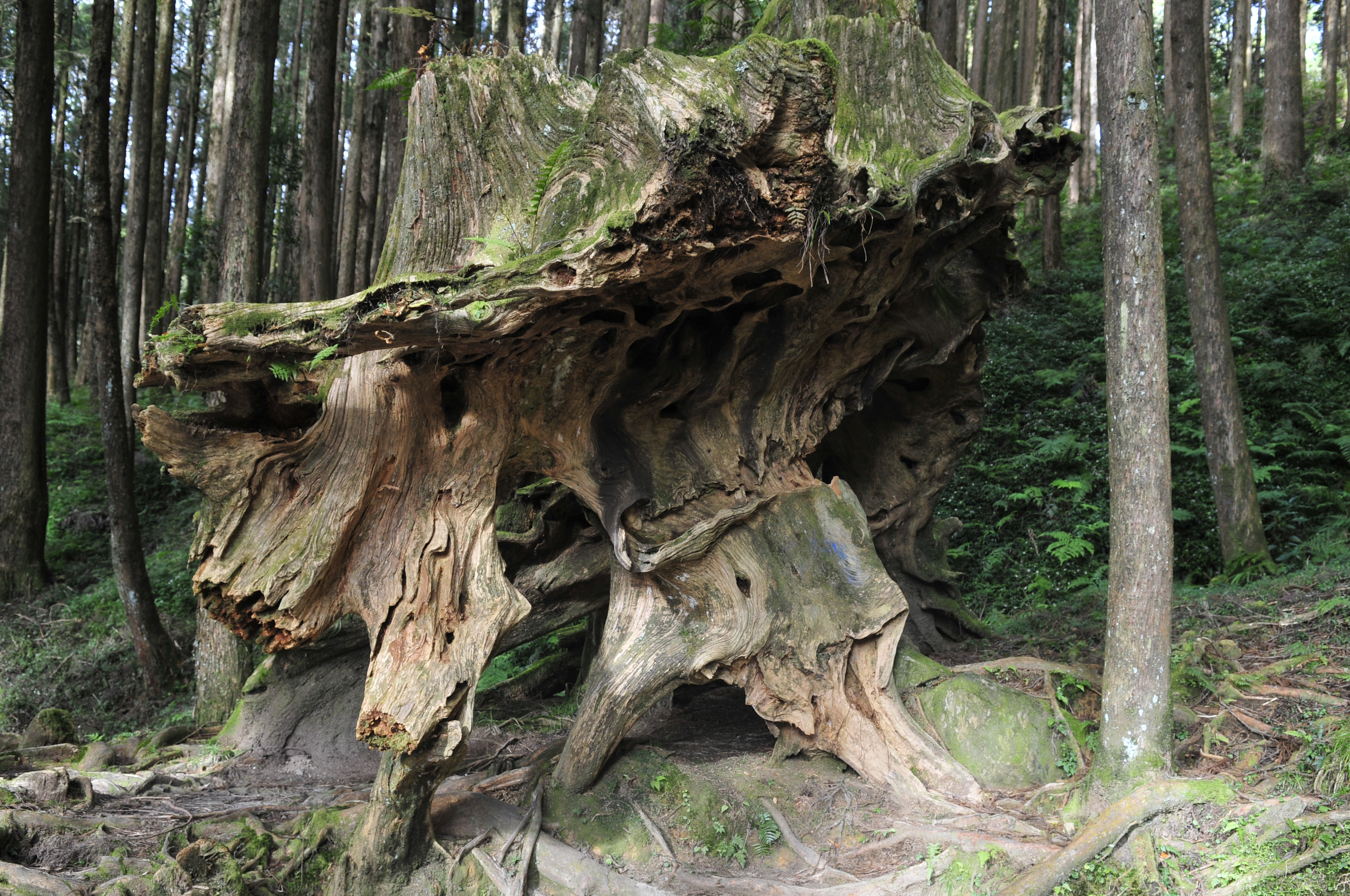 阿里山的故事传说,阿里山讲了一个什么故事