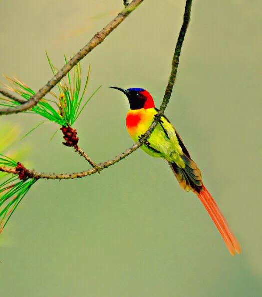 蜂鸟与太阳鸟区别,太阳鸟就是蜂鸟吗