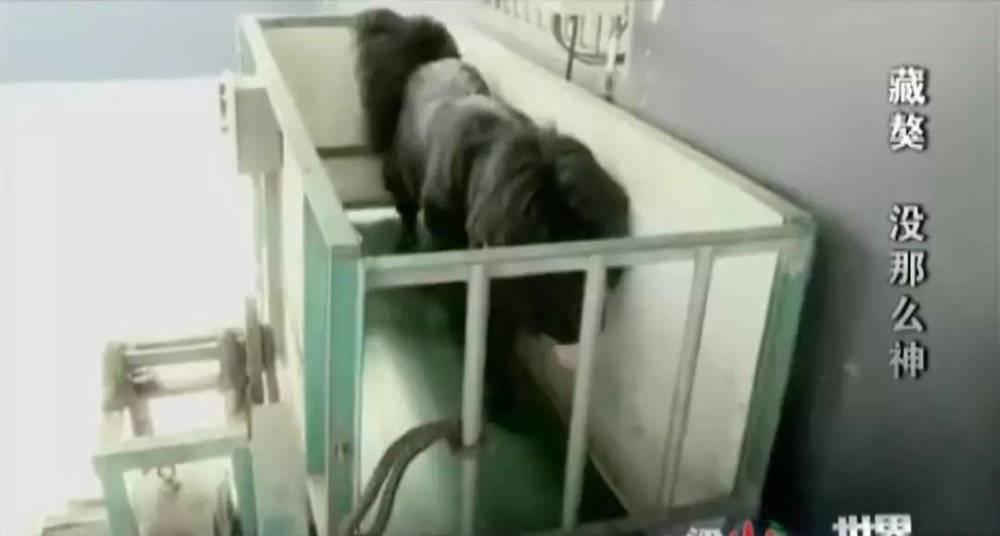 藏獒变流浪狗,藏獒从一条换北京两套房