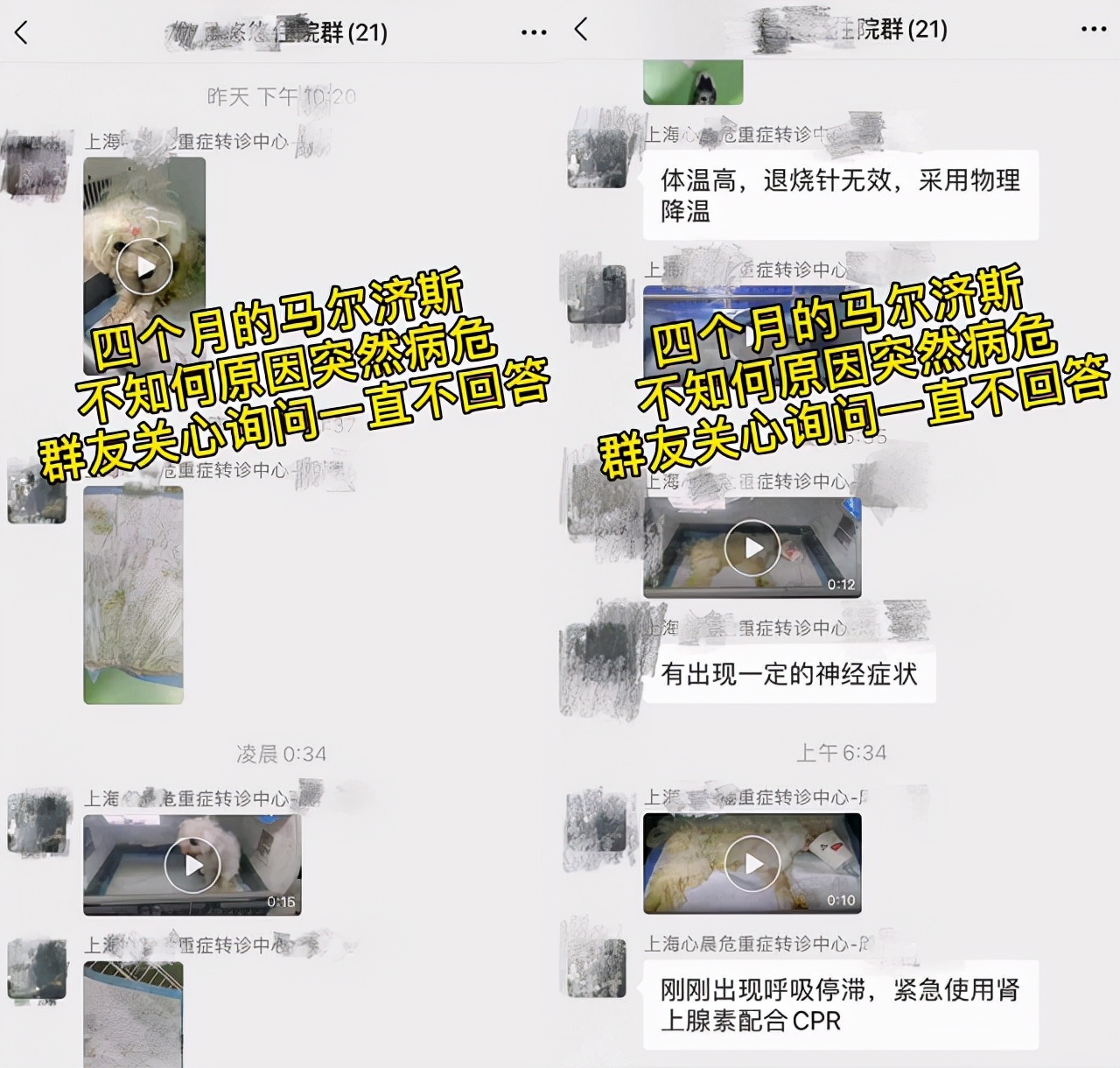 给宠物狗开眼角,宠物狗感染细小死亡