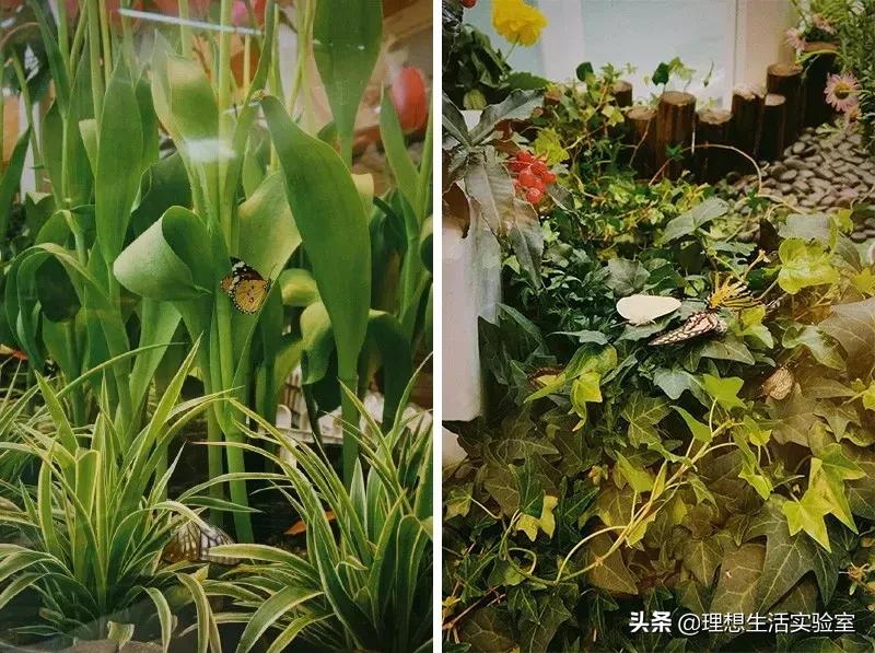 龙湖成都金楠天街,成都龙湖金楠天街哪一期最好