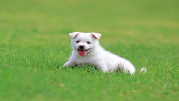 5招手把手教你如何防治跳蚤