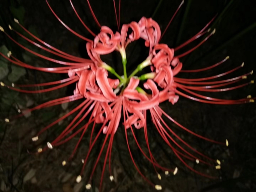 黄泉路上最美的风景，总能触动我内心最敏感的神经