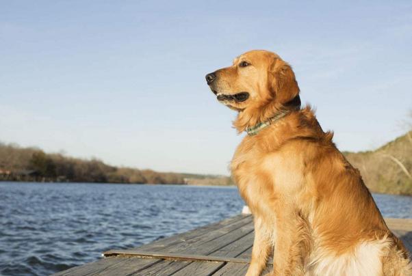 如何选一只好宠物狗,如何选到一只品种好的狗