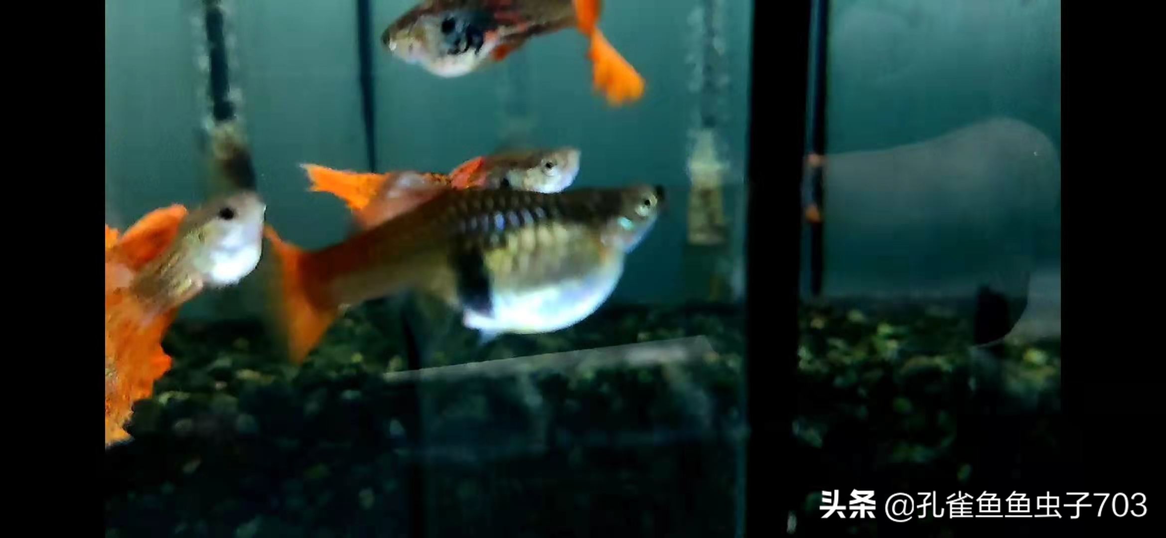 孔雀鱼都是怎么交配的？