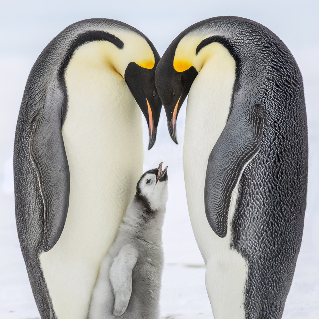 为什么只有人类有感情,为什么只有人类有情感