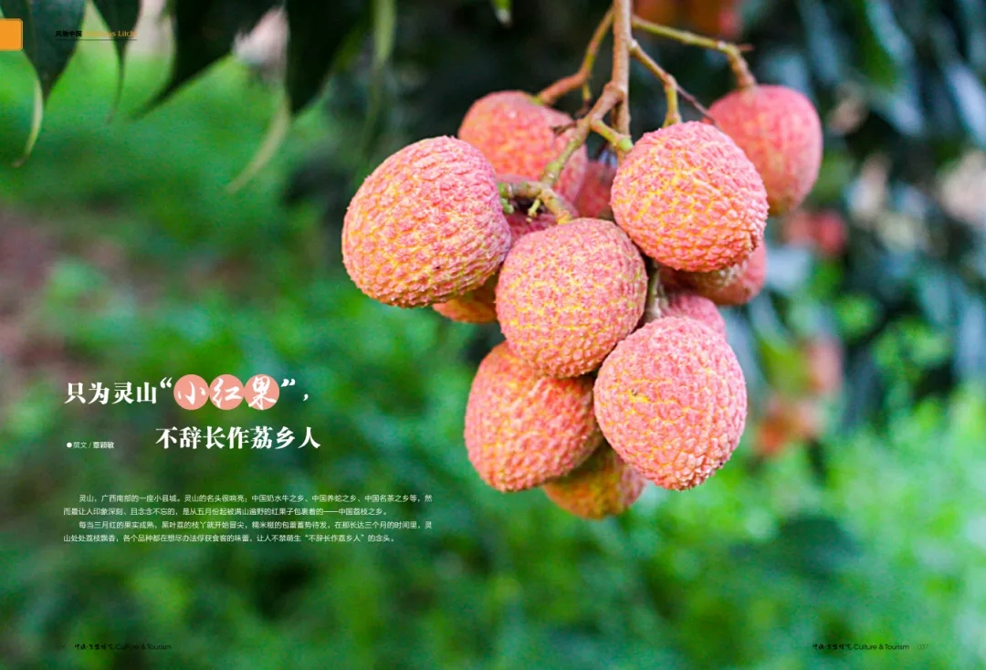 只为灵山“小红果”,不辞长作荔乡人